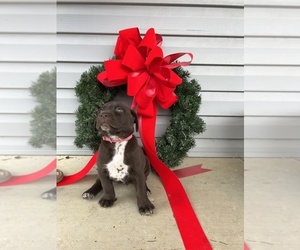 Dalmatian-Labrador Retriever Mix Puppy for sale in DUBLIN, GA, USA
