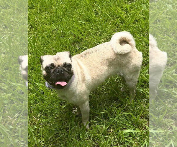 Medium Photo #4 Pug Puppy For Sale in Alexander, AR, USA