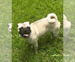 Small #3 Pug