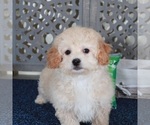 Small #2 Poochon