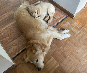 Mother of the Golden Retriever puppies born on 11/03/2025