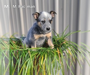 Australian Cattle Dog Puppy for sale in NATHALIE, VA, USA