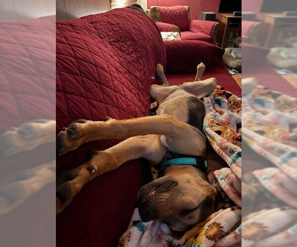 Medium Photo #2 Mutt Puppy For Sale in Salt Lake City, UT, USA