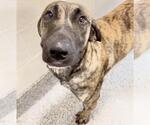 Small #1 Plott Hound