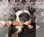 Small Photo #5 American Pit Bull Terrier Puppy For Sale in BONNEY LAKE, WA, USA