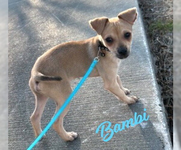 Medium Photo #1 Chihuahua-Unknown Mix Puppy For Sale in HOUSTON, TX, USA