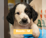 Small #1 Mutt