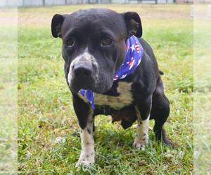 American Staffordshire Terrier-Unknown Mix Dogs for adoption in San Antonio, TX, USA