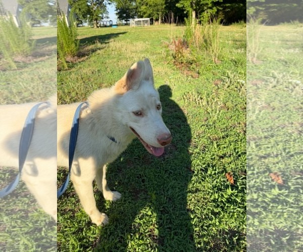 Medium Photo #1 Siberian Husky Puppy For Sale in Holly Springs, NC, USA