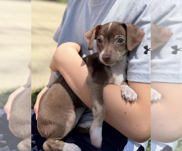 Medium Photo #1 Chihuahua Puppy For Sale in Mundelein, IL, USA