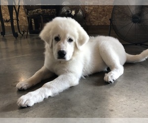 Great Pyrenees Puppy for sale in HOLLAND, MI, USA