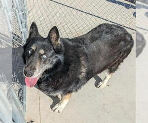 Gerberian Shepsky Dogs for adoption in Las Vegas, NV, USA