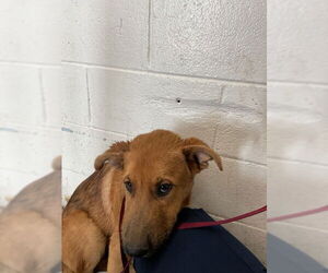 German Shepherd Dog Dogs for adoption in San Bernardino, CA, USA