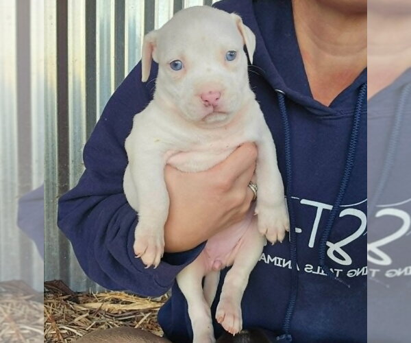 Medium Photo #1 American Pit Bull Terrier-Catahoula Leopard Dog Mix Puppy For Sale in Frankenmuth, MI, USA