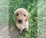 Small Photo #2 Golden Retriever Puppy For Sale in GASTONIA, NC, USA
