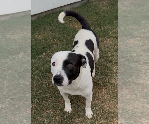 Medium Photo #2 Staffordshire Bull Terrier-Unknown Mix Puppy For Sale in The Woodlands, TX, USA