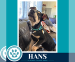 Hans (Prost Pups) 100326 - Male German Shepherd Dog-Unknown Mix Dog for Adoption - Small photo