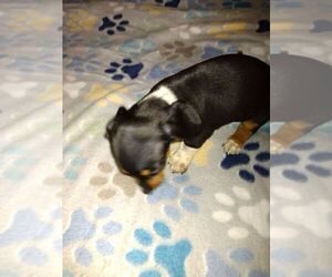 Dachshund Puppy for sale in GORDONVILLE, TX, USA
