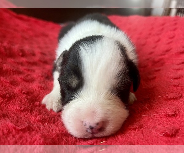 Medium Photo #4 Australian Shepherd Puppy For Sale in LODA, IL, USA