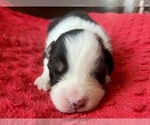 Small #3 Australian Shepherd