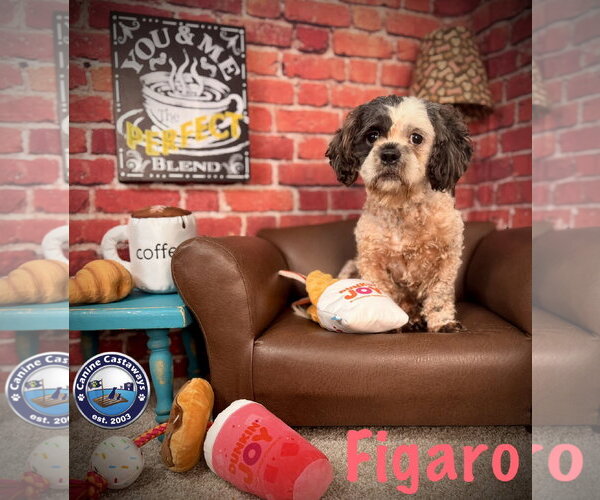 Medium Photo #2 Shih-Poo Puppy For Sale in Arcadia, FL, USA
