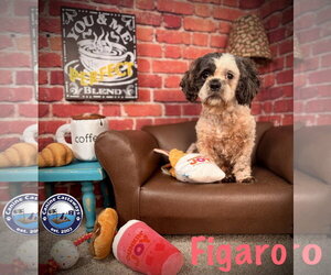 Figero - Male Shih-Poo Dog for Adoption - Photo #2