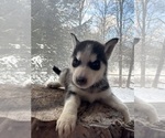 Small Photo #18 Siberian Husky Puppy For Sale in DANBY, VT, USA
