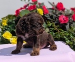Puppy Thor Cocker Spaniel
