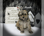Small #14 Poodle (Toy)