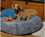 Small #2 Doberman Pinscher-Redbone Coonhound Mix