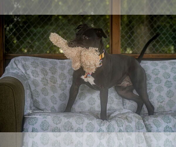 Medium Photo #2 American Pit Bull Terrier-Unknown Mix Puppy For Sale in Martinsburg, WV, USA
