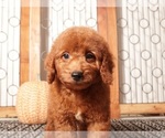 Small #1 Goldendoodle (Miniature)