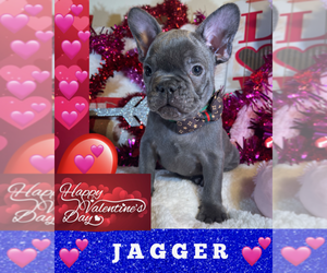 French Bulldog Puppy for sale in HEATHROW, FL, USA