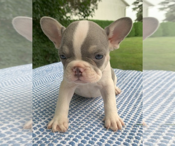 Medium Photo #3 French Bulldog Puppy For Sale in BREMEN, IN, USA