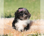 Small #1 Poodle (Miniature)
