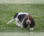 Small #4 Basset Hound