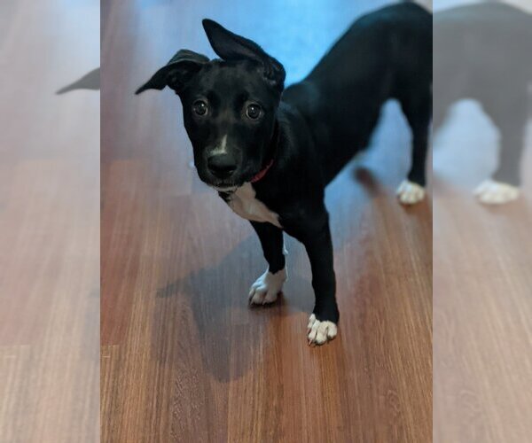 Medium Photo #3 American Staffordshire Terrier-Great Pyrenees Mix Puppy For Sale in Holly Springs, NC, USA