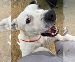 Small #4 American Pit Bull Terrier Mix