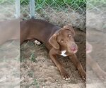 Small Labrador Retriever Mix