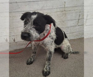 Mutt Dogs for adoption in San Bernardino, CA, USA