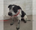 Small Mutt