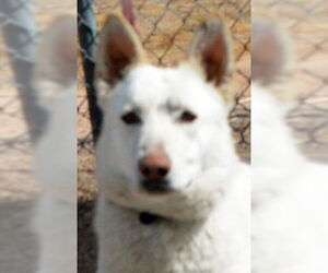 German Shepherd Dog Dogs for adoption in Phoenix, AZ, USA