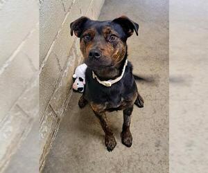 Labrador Retriever-Unknown Mix Dogs for adoption in Easton, MD, USA