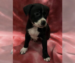 Mutt Dogs for adoption in Conroe, TX, USA
