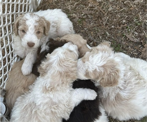 Medium Photo #3 Goldendoodle Puppy For Sale in ELLISGROVE, IL, USA