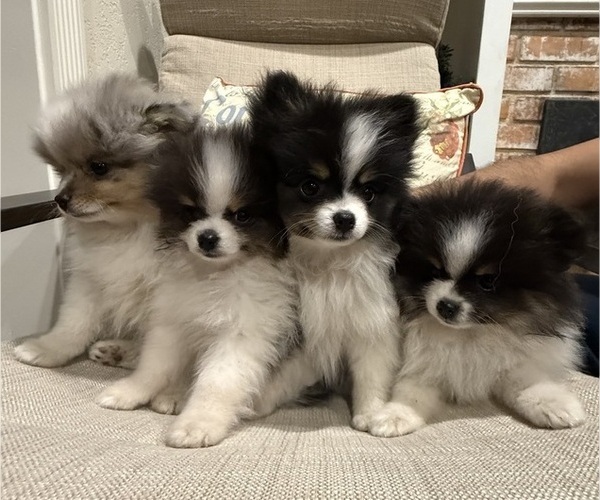 Medium Photo #1 Pomeranian Puppy For Sale in SAN JOSE, CA, USA