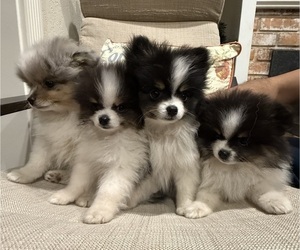 Pomeranian Puppy for sale in SAN JOSE, CA, USA