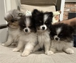 Small Pomeranian