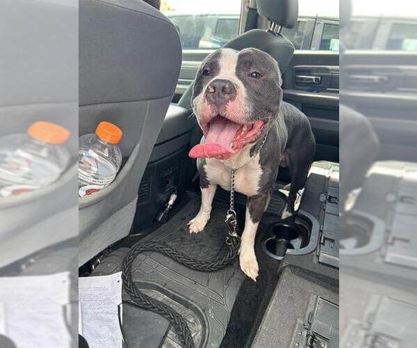 Medium Photo #1 American Staffordshire Terrier Puppy For Sale in San Antonio, TX, USA