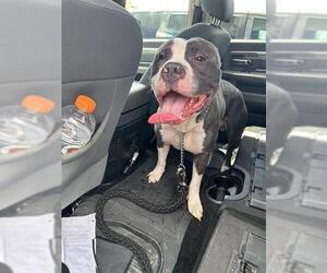 American Staffordshire Terrier Dogs for adoption in San Antonio, TX, USA